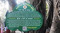 Chandigarh Heritage Tree at southern side of pgi