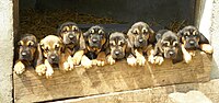 Bloodhound puppies