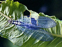 Dorsal view