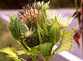 Cirsium oleraceum