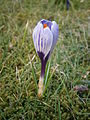 Crocus 'Pickwick'