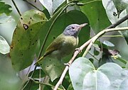 sunbird with grey head and green body