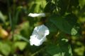 Echte Zaunwinde (Calystegia sepium)