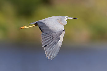 Aigrette à face blanche (Egretta novaehollandiae) en vol, en Tasmanie. (définition réelle 2 500 × 1 667)