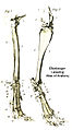 Structures of the leg and paw of a dog.