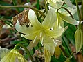 Erythronium californicum