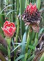 Inflorescences (jeune et vieille).