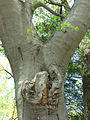 American beech