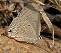 Female in Hyderabad