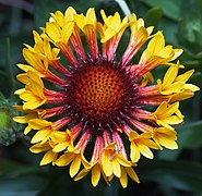 Gaillardia fanfare centered