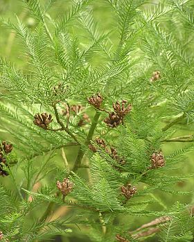 Glyptostrobus pensilis (folhagem estival ).