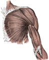 العضلات السطحية (غير العميقة) لمنطقتي الصدر و مقدمة الذراع.