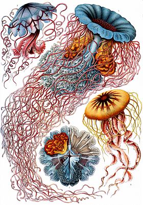 Exemplares de Discomedusae, na Kunstformen der Natur de Haeckel