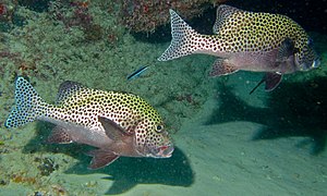 Plectorhinchus chaetodonoides