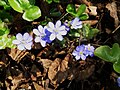 Anemone hepatica