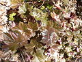 Hairy alumroot