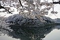 Hikone Castle moat in spring 2018