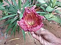 Kigelia africana flower at Pondicherry, in Puducherry, India