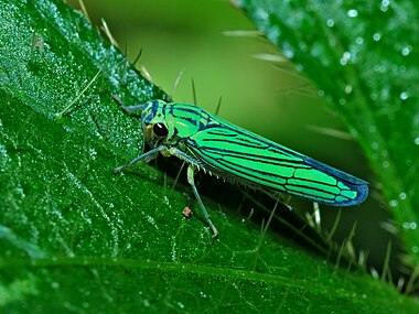 Tettigoniella nigrinervis