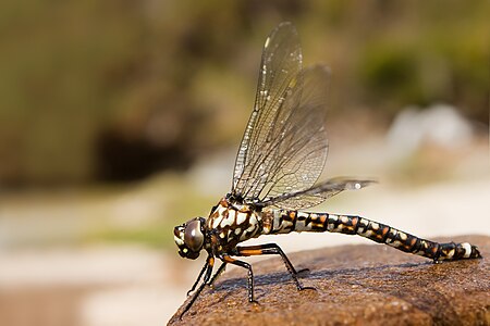 Tasmanian darner, by JJ Harrison