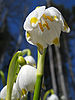 Leucojum vernum