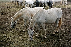 Tradicija uzgoja lipicanaca