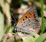 紅灰蝶 Lycaena phlaeas