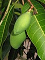 Mangifera indica Young fruits