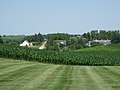 Image 19Central Iowa cornfield and dairy in June (from Iowa)