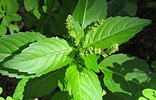 Mercurialis annua