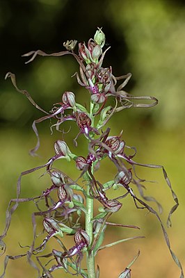 Ремнелепестник адриатический (Himantoglossum adriaticum)