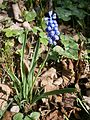 Muscari botryoides