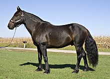 Photo d'un cheval noir de profil en licol.