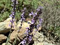 Nepeta teydea