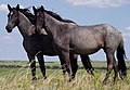 Nokota Horses cropped