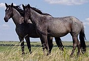 Two gray horses