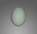 Egg