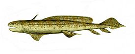 Реконструкция Orthacanthus sp.