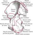 Surface intérieure de l'os coxal localisant l'insertion du muscle ischio-caverneux.