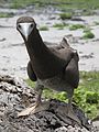 Juvenile Brown Booby in Phoenix Islands Protected Area