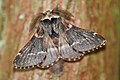 Poecilocampa populi