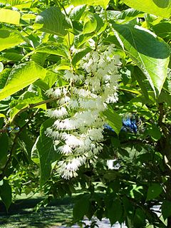 Description de l'image Pterostyrax hispida2.jpg.