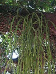 Epiphytic cactus (Rhipsalis paradoxa)