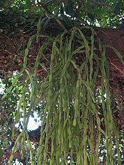 Epiphytic cactus (Rhipsalis paradoxa)