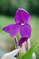 Roscoea humeana Balf.f. & W.W.Sm.