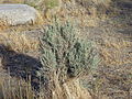 Another sagebrush