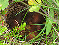P. s. labradorius nest