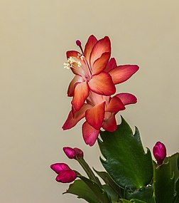 Fleur et boutons de Schlumbergera. (définition réelle 3 058 × 3 456)