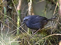 Diademed tapaculo