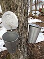 Seaux pour la récolte traditionnelle de l'eau d'érable.